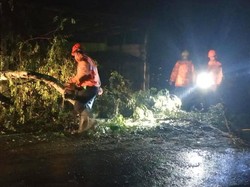 Pohon Asam Tumbang di Jalur Amlapura-Denpasar, 1 Pemotor Jadi Korban