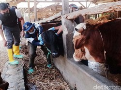 Cara Memilih Hewan Kurban yang Aman untuk Idul Adha