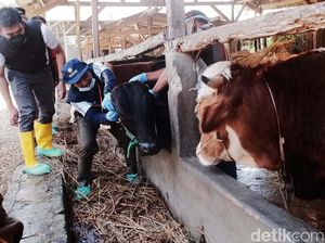 Jelang Idul Adha, Kasus PMK di RI Lebih dari 300 Ribu! Ini Sebaran Wilayahnya Jelang Idul Adha, Kasus PMK di RI Lebih dari 300 Ribu! Ini Sebaran Wilayahnya