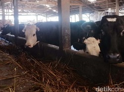 Tips dari Pakar Peternakan tentang Memilih Hewan untuk Kurban