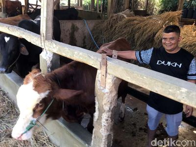 PMK Mewabah, Pedagang Sapi Kurban di Sukabumi Banting Harga