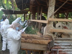 11.717 Kasus PMK, Polda Sumut Genjot Percepatan Penyembuhannya