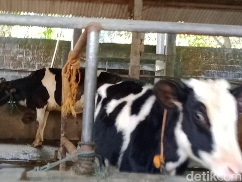 Sapi perah di Desa Socakangsi, Kecamatan Jatinom. (Achmad Hussain Syauqi detikJateng)