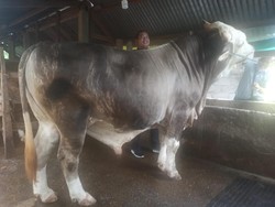 Sapi Kurban Jokowi Bobot 1 Ton di Sultra Diserahkan ke Pemkab Buton