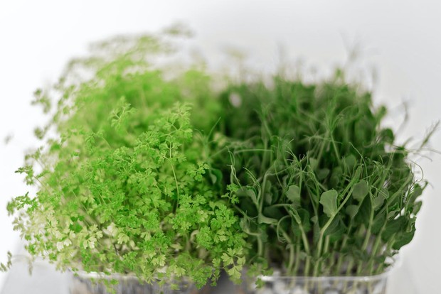 Sayuran hijau yang baik dikonsumsi setiap hari - Brokoli sprouts/Foto: Pexels.com/Mikhail Nilov