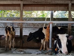 Produksi Susu Sapi di Klaten Menurun Sejak April, gegara PMK?