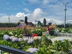 Liburan Sekolah ke Majalengka, Ada Taman Bunga Cantik Menunggu