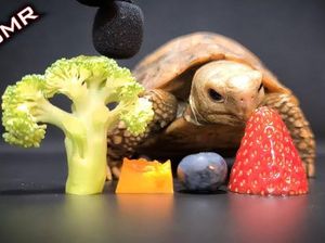 Bukan Manusia, 10 Binatang Ini Sukses Jadi Bintang Mukbang dan ASMR Bukan Manusia, 10 Binatang Ini Sukses Jadi Bintang Mukbang dan ASMR