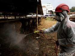 Waduh! RI Darurat Wabah PMK Pada Ternak
