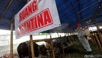 Cegah Penyebaran PMK, Sapi Kurban di Jaktim Disemprot Disinfektan