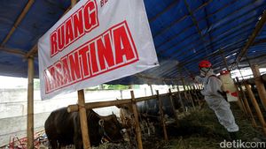 Cegah Penyebaran PMK, Sapi Kurban di Jaktim Disemprot Disinfektan