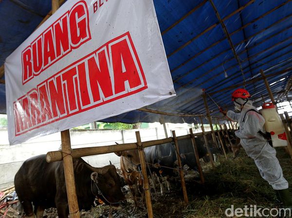 Cegah Penyebaran PMK, Sapi Kurban di Jaktim Disemprot Disinfektan