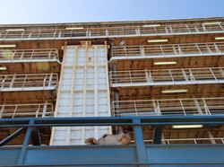 Ekspor Sapi Australia Nyaris Terhenti Akibat Wabah Penyakit Mulut dan Kuku di RI