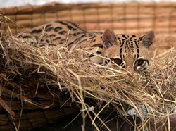 Gemas! Anak Macan Tutul Terekam Menyeberang Jalan Malam-Malam
