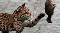 Gemasnya Anak Macan Tutul Belajar Berburu Saat Direhabilitasi