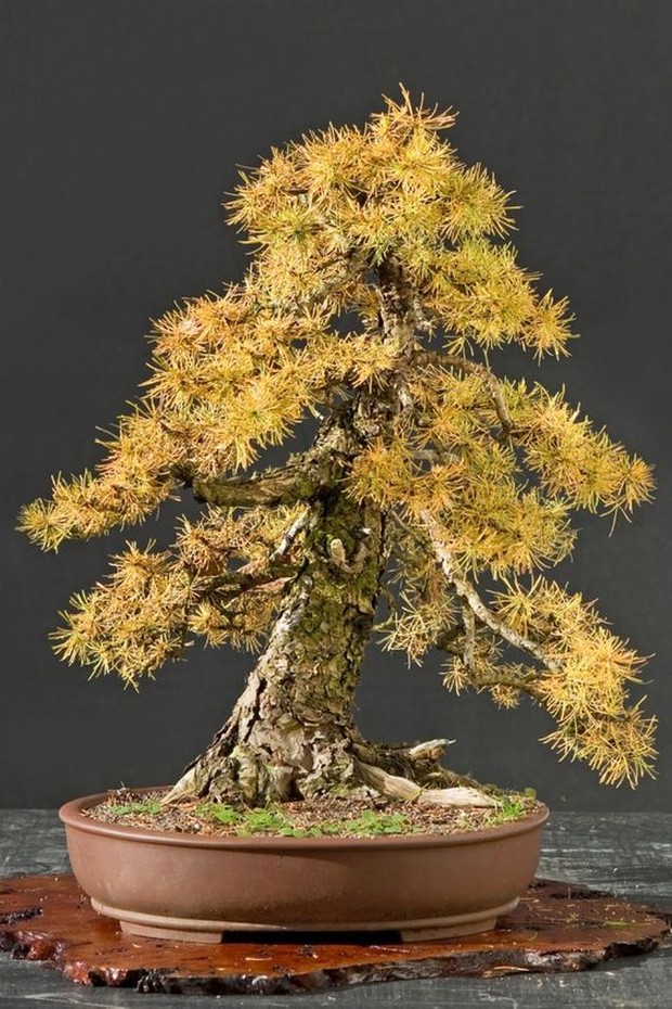 golden bonsai/foto: pinterest.com/House Prettify tanaman hias cemara cina