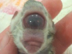 Disebut Dajjal, Hewan Satu Mata Ini Alami Kondisi Langka