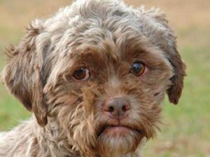 5 Hewan Berwajah Manusia, Ada dari Indonesia