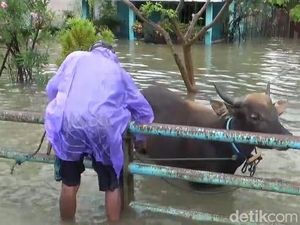 Banjir di Bengkulu, Puluhan Hewan Kurban Dievakuasi
