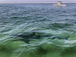 Saat Ilmuwan Ingatkan Kemunculan Predator di Cape Cod