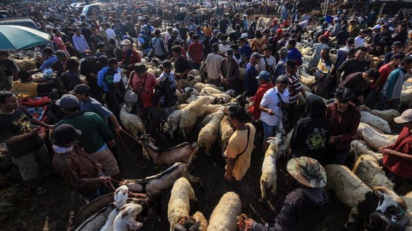 Jelang Idul Adha, Pasar Hewan Jonggol Ramai Banget
