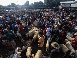 Jelang Idul Adha, Pasar Hewan Jonggol Ramai Banget