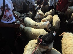 Angin Segar Bagi Peternak Hewan Tasikmalaya di Tengah Wabah PMK