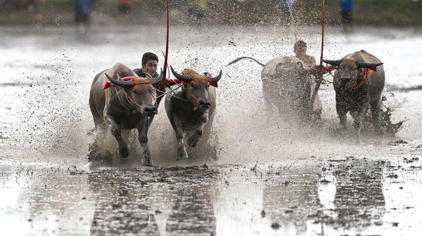 Mirip di Indonesia, Begini Keseruan Balapan Kerbau di Thailand