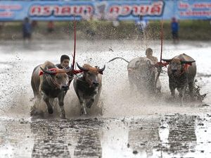 Mirip di Indonesia, Begini Keseruan Balapan Kerbau di Thailand