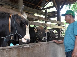 Pedagang di Sulbar Keluhkan Karantina PMK Bikin Penjualan Sapi Kurban Anjlok