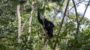 Momen Pelepasliaran Siamang-Beruang Madu di Suaka Margasatwa Dangku