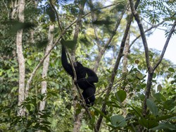 Pengertian Suaka Margasatwa dan Contohnya di Indonesia