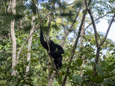 Momen Pelepasliaran Siamang-Beruang Madu di Suaka Margasatwa Dangku