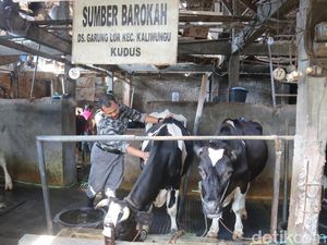 Produksi Susu Sapi di Kudus Lesu gegara Wabah PMK
