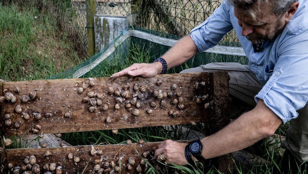 Potret Budidaya Siput untuk Makanan dan Kosmetik di Prancis Potret Budidaya Siput untuk Makanan dan Kosmetik di Prancis