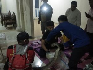 Hii! 3 Ular Sanca Ukuran 3,5 Meter Masuk Rumah di Tangerang