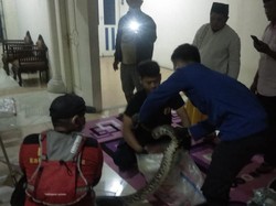 Hii! 3 Ular Sanca Ukuran 3,5 Meter Masuk Rumah di Tangerang