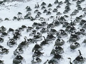 Tempat Ini Hanya Diisi Penguin Tapi Kena Tarif Impor Trump Tempat Ini Hanya Diisi Penguin Tapi Kena Tarif Impor Trump