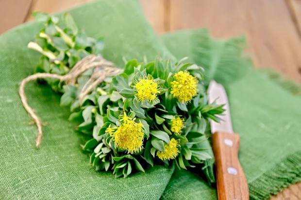 Rhodiola Rosea/Foto: Pinterest.com/bemoremagazine.com
