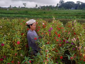 Usai Galungan, Harga Bunga Pacah Anjlok Jadi Rp1.000 Per Kilogram
