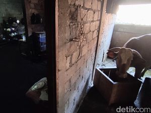 Mengenal Urutsewu Boyolali, Desa Mandiri Energi Berkat Kotoran Sapi Mengenal Urutsewu Boyolali, Desa Mandiri Energi Berkat Kotoran Sapi