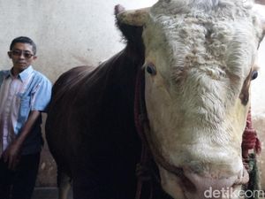Jokowi Beli Sapi Kurban 1,1 Ton Milik Warga Bromo Seharga Rp 100 Juta