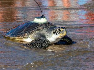 Penyu di AS Dipasang Satelit Sebelum Dilepas, Buat Apa? Penyu di AS Dipasang Satelit Sebelum Dilepas, Buat Apa?
