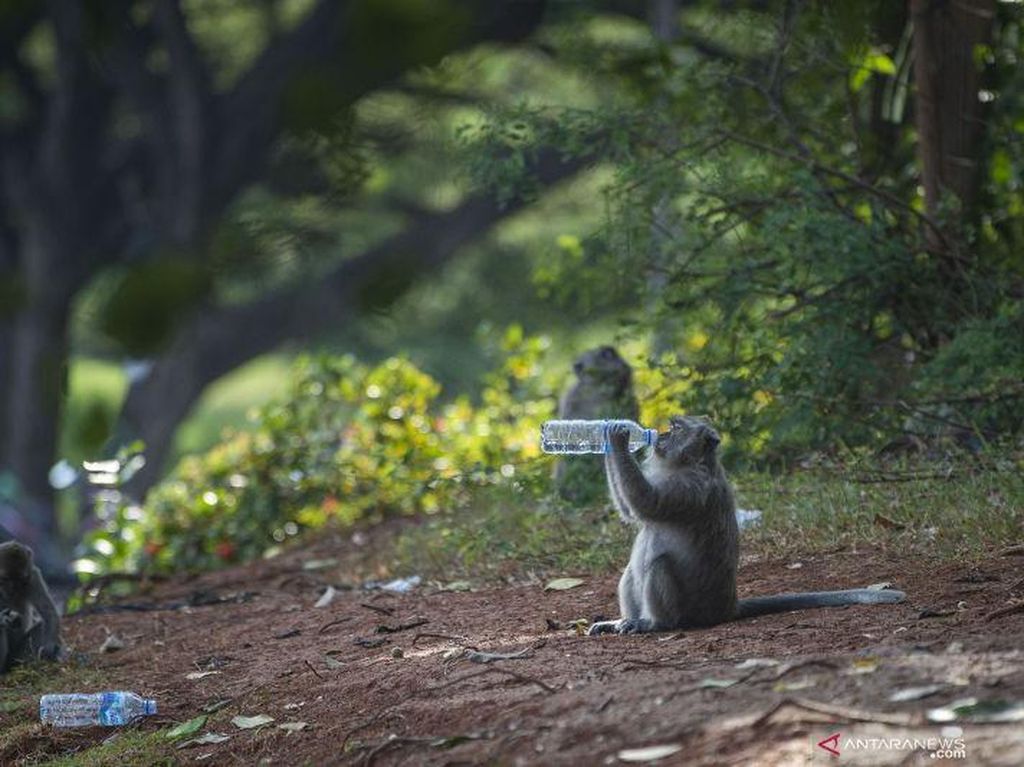 Perumahan Mewah di Jakut Diserbu Kawanan Monyet Makaka, BKSDA Khawatir