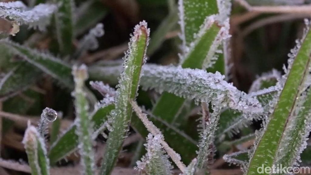 Beku! Begini Penampakan Embun Es di Dieng Pagi Ini Beku! Begini Penampakan Embun Es di Dieng Pagi Ini
