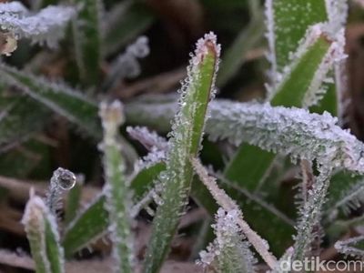 Beku! Begini Penampakan Embun Es di Dieng Pagi Ini