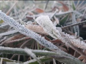Suhu di Dieng Tembus Minus 1 Derajat Celsius, Muncul Embun Beku