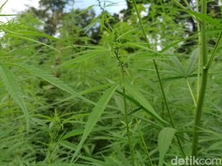 Manfaat Ganja dalam Kitab Kuno Aceh: Penyembuh Luka hingga Diabetes