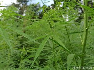 Aceh Wacanakan Bikin Qanun Legalisasi Ganja Medis Aceh Wacanakan Bikin Qanun Legalisasi Ganja Medis