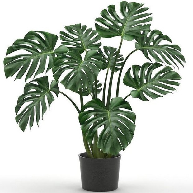 tanaman monstera/foto: pinterest.com/z tanaman hias monstera